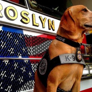 10525893 1491272931116867 n